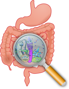 The spleen and stomach in Chinese medicine - gut microbiome