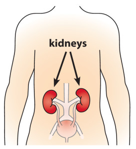 kidneys and fertility - kidneys and bladder