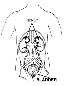 kidneys and fertility in Chinese medicine