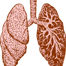 The Lungs and Large Intestine – Chinese Medicine in Focus